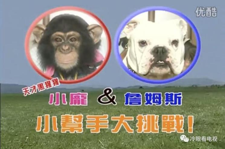 《狗狗猩猩大冒险》：追求任务难度极限，小庞和詹姆斯就是这样的人